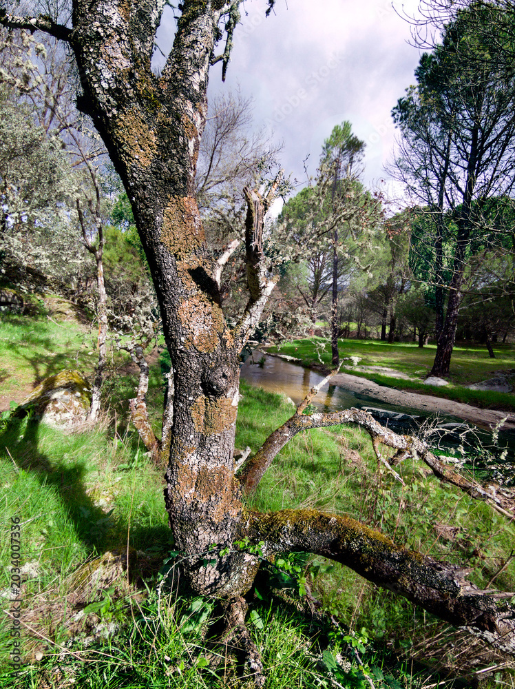 Fototapeta premium Primavera en el Valle del Tiertar