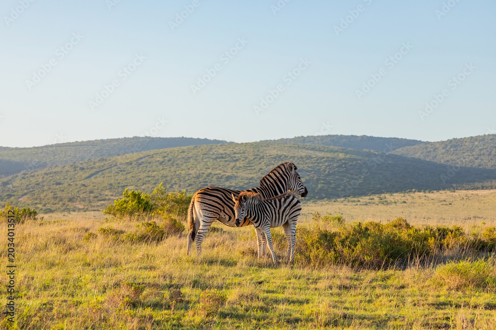 Obraz premium Zebra in Addo Elephant Safari Park