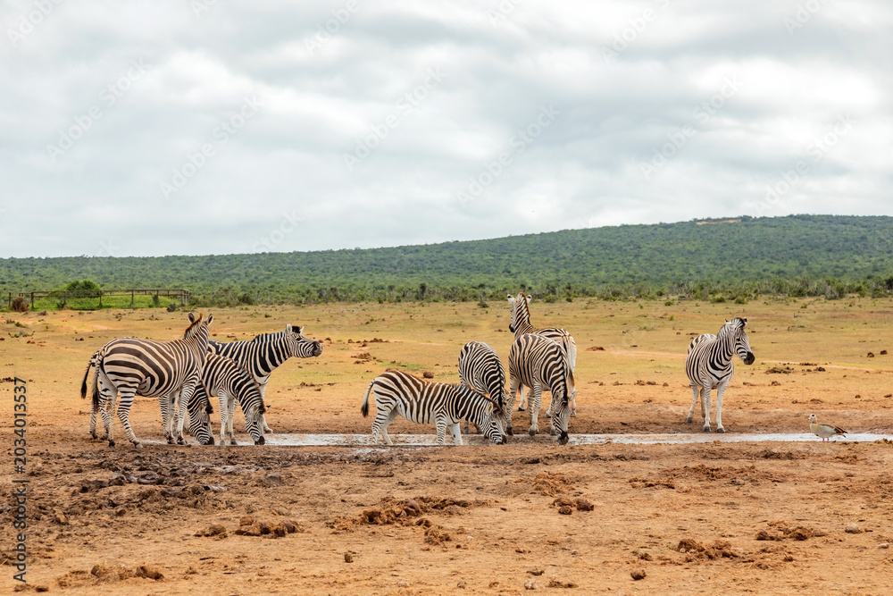 Obraz premium Zebra in Addo Elephant Safari Park