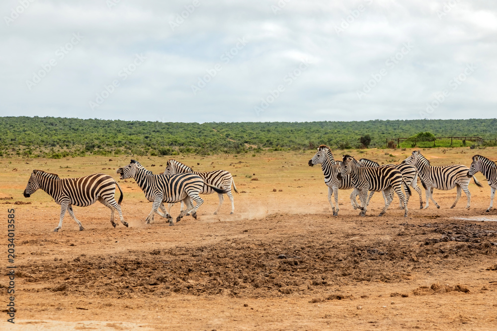 Obraz premium Zebra in Addo Elephant Safari Park