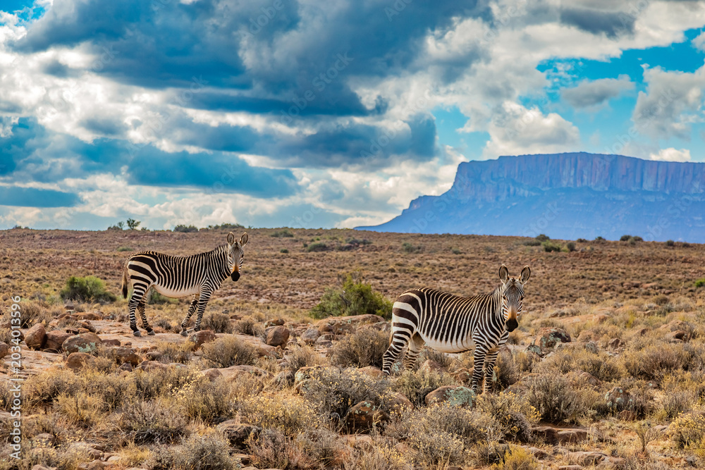 Obraz premium Mountain Zebra grazing in Karoo game reserve