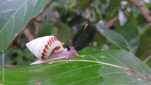 Macro shot of a land snail, tree snail, or albino snail (Amphidromus perversus) crawling slowly on a leaf. Its slime is also often used as a skin treatment.