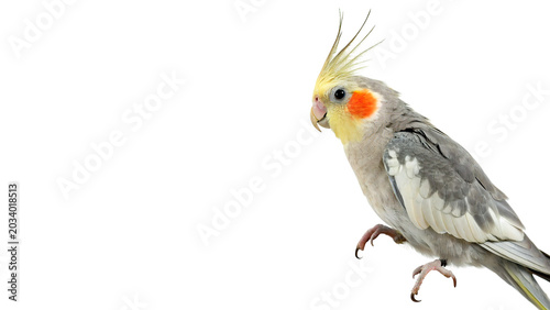 Foto Beautiful single cockatiel parrot bird perched looking forward profile isolated