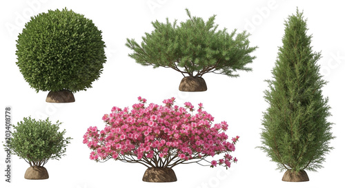 Collection of five isolated garden plants including a spherical boxwood, a flowering pink azalea, a tall conifer, and two small green shrubs