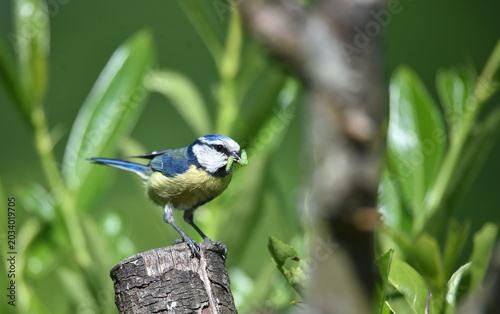 Blaumeise mit einem Insekt im Schnabel 