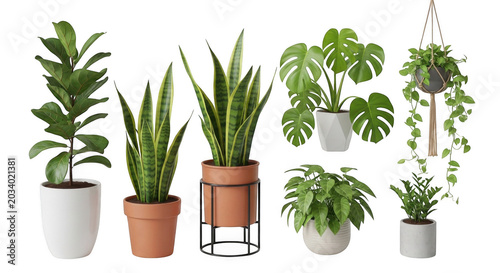 Collection of potted houseplants including fiddle leaf fig, snake plant, monstera, and hanging ivy isolated on a black background