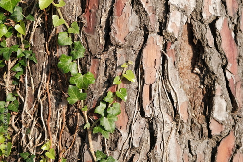 pine bark. texture of old pine bark. a pine bark covered with evergreen leaves. natural background