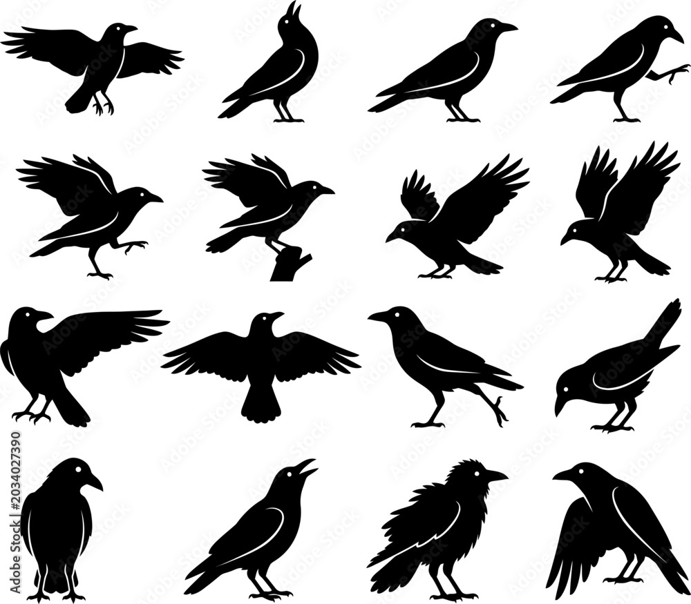Fototapeta premium Large collection of black raven and crow silhouettes in various flight and standing poses for graphic art