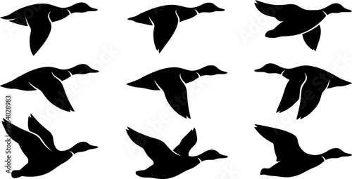 Tableau sur toile Collection of flying duck silhouettes illustrating various motion phases for wat