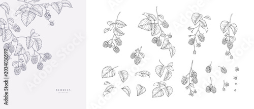 Set of blackberries or raspberries and brunch. Detailed hand drawn ink illustration with botanic floral elements for invitation, wallpaper art or save the date