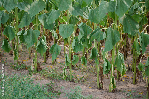 A row of wilting sunflowers with drooping green leaves on dry, cracked soil, showing the impact of drought