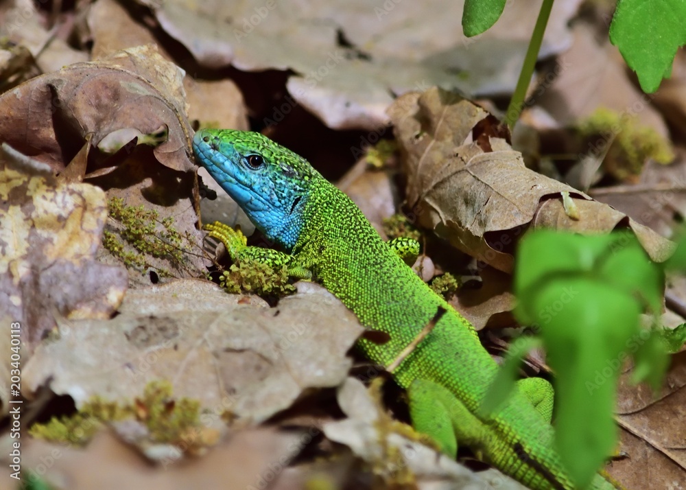 Fototapeta premium Östliche Smaragdeidechse (Lacerta viridis) Männchen im Nationalpark Thayatal