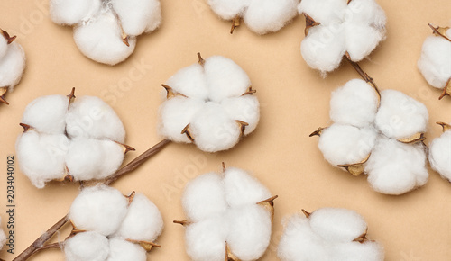 Obraz na plátně A multitude of fluffy white natural cotton bolls on dry twigs, randomly arranged