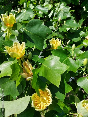 Fotografía Liriodendron tulipifera, Blüten des Tulpenbaumes