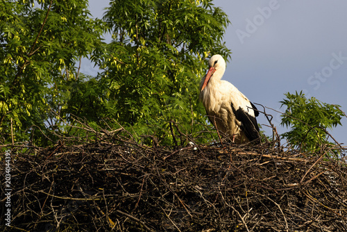 White stork (Ciconia ciconia) nesting in spring