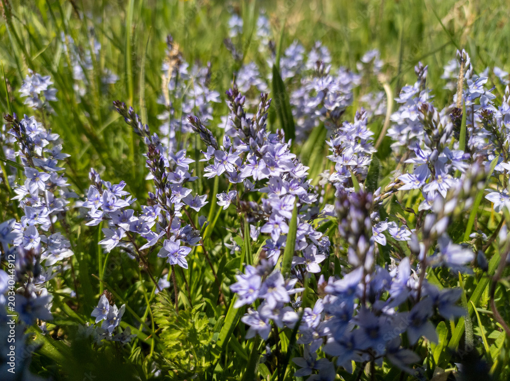 Obraz premium Vibrant Purple Wildflowers in Bright Sunlight