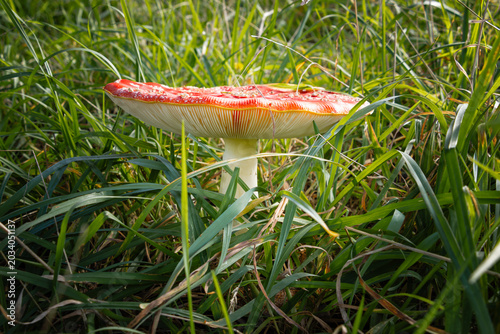 Photography Fly agaric amanita muscaria