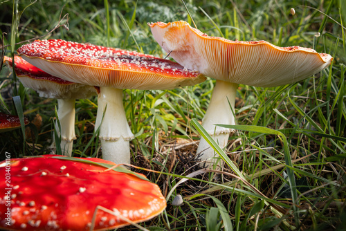 Valokuva Fly agaric amanita muscaria