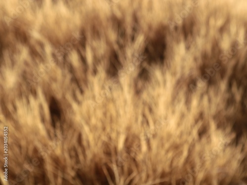 Abstract blurry background of dry brown grass field. The soft blur creates a warm, textured, and rustic backdrop perfect for autumn, nature, or minimalist design concepts