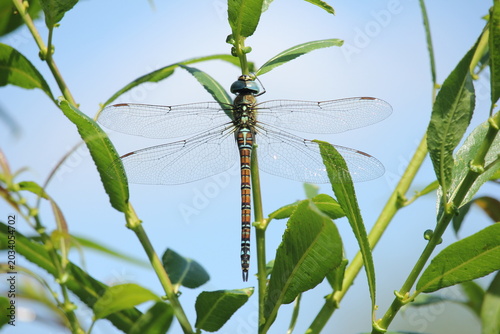 Photos Aeshna affinis, the southern migrant hawker or blue-eyed hawker