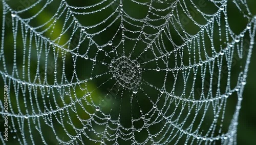 Dew-Kissed Spiderweb - A Glimpse into Natures Intricate Art.