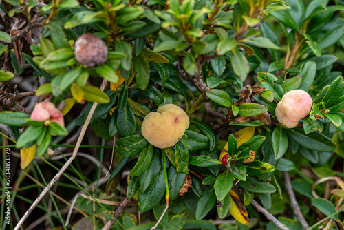Fotografie Close-up of abnormal pale pink and yellowish fleshy galls caused by the Exobasidium rhododendri fungus on the green leaves of a wild alpine rhododendron shrub