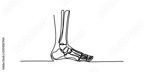 Quadro em tela Anatomical illustration of the human foot and ankle bones in profile