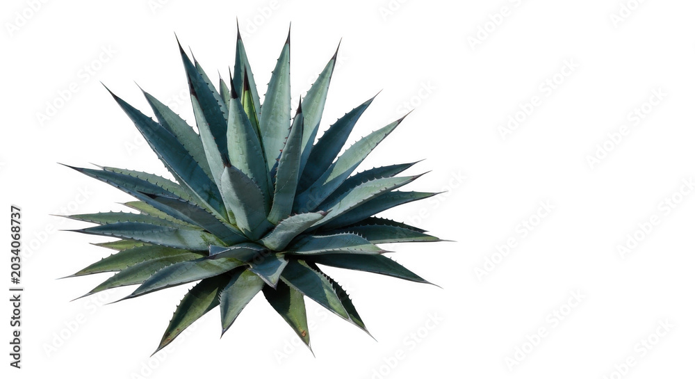 Fototapeta premium A single blue-green agave plant with sharp, pointed leaves arranged in a radial rosette pattern, isolated against a solid black background