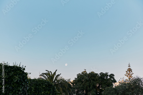 Daytime Moon Rising in Clear Blue Sky Over Green Treetops