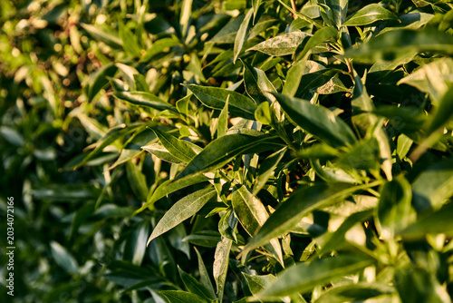 Close-up of lush green shrub leaves illuminated by warm golden sunlight