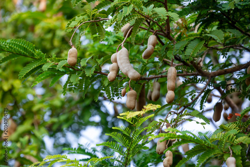 Numerous ripe tamarind fruits hang from the tamarind tree. Tamarind fruit hang on the tree branch.
