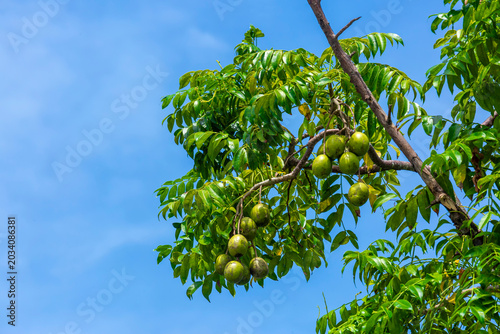 Hog Plum fruit hanging on the tree. Hanging high and green Spondias mombin sour fruit on sky background.
