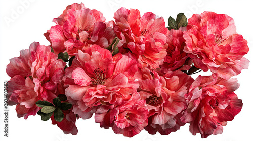 Close-up cluster of pink and coral roses with green leaves climbing rose tea rose