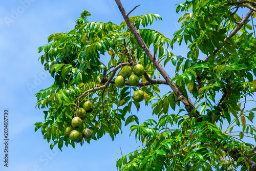 Hog Plum fruit hanging on the tree. Hanging high and green Spondias mombin sour fruit on sky background.