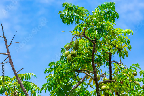 Hog Plum fruit hanging on the tree. Hanging high and green Spondias mombin sour fruit on sky background.