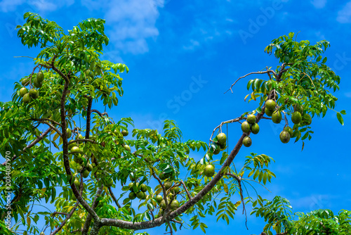 Hog Plum fruit hanging on the tree. Hanging high and green Spondias mombin sour fruit on sky background.