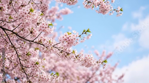 Blooming pink cherry blossoms against soft blue spring sky, delicate spring floral background for seasonal branding, wellness campaigns, greeting cards and botanical design, soft petals, blue sky and