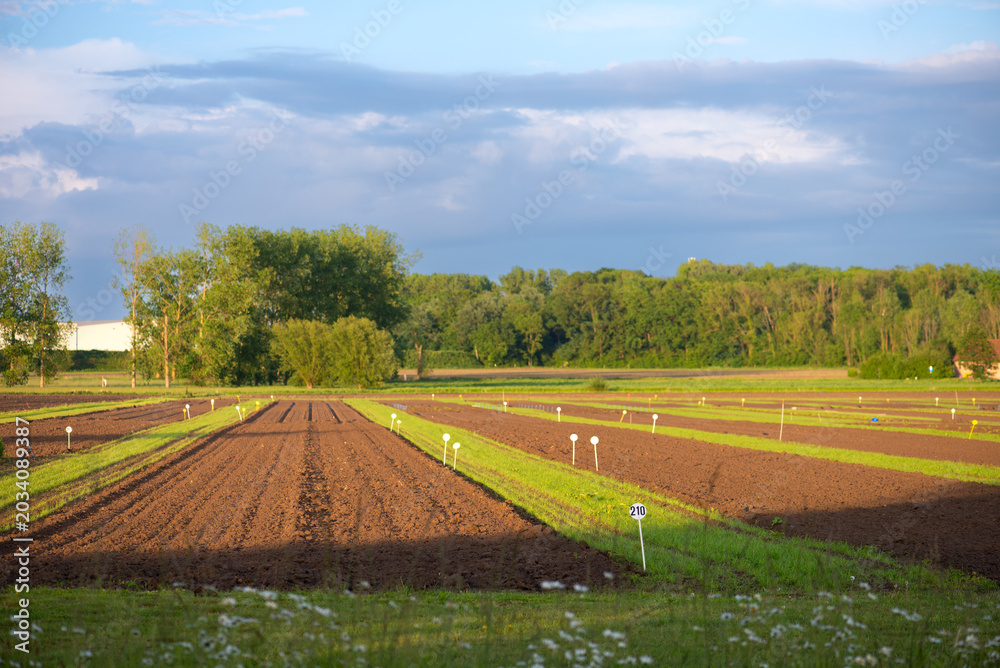 Naklejka premium Cultivated and seeded agricultural field with textured soil rows, green trees and summer sky in rural landscape. Farming scene representing agriculture, crop growing and sustainable cultivation.