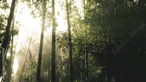 Ambient green therapy bamboo atmosphere with gentle sunlight and misted air, healing vibe and restorative scene tailored for wellness, spa, biophilic design