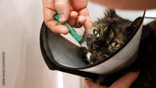 Close-up cat's muzzle when owner gives drug by insert the syringe into back corner of mouth and slowly dispense the medication. Pet in Elizabethan collar on neck. Animal treatment. High quality photo.