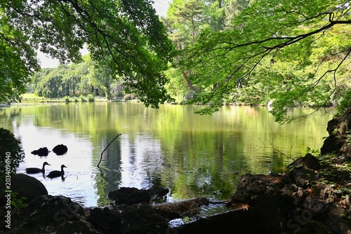 Bild auf Leinwand 新宿御苑の静かな池で泳ぐカモと新緑の自然風景
Tranquil pond with ducks and fresh greenery at Shinjuku G