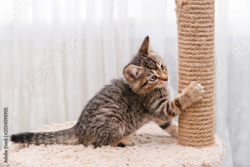 Obraz na płótnie A cute little brown tabby kitten scratching a scratching post
