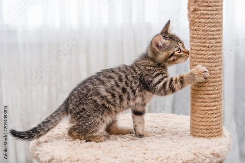 Tableau sur toile A cute little brown tabby kitten scratching a scratching post