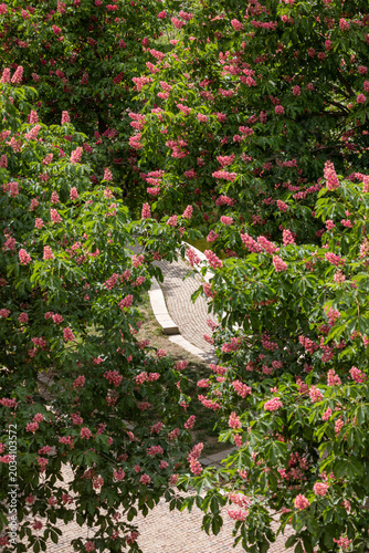 Lush green trees frame a gravel path. Pink blossoms bloom among vibrant leaves. Sunlight filters through dense foliage. Nature's quiet beauty invites exploration