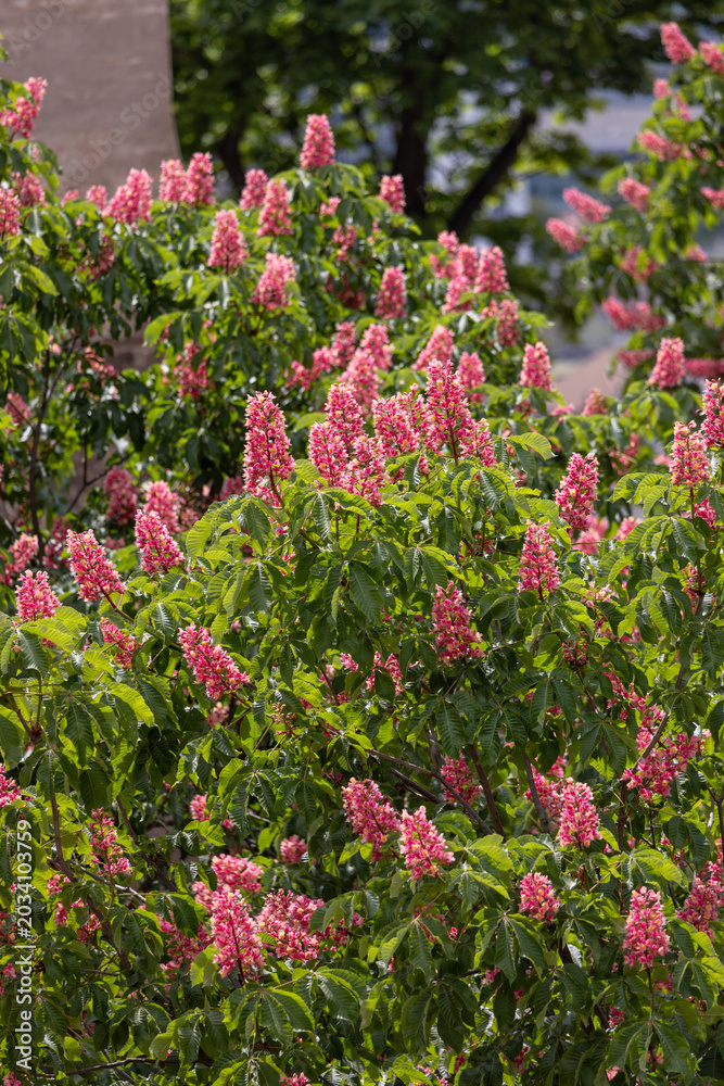 Obraz premium Pink blossoms adorn a flowering tree. Green leaves surround the vibrant blooms. Sunlight filters through the dense foliage. Natural beauty captured in a garden setting