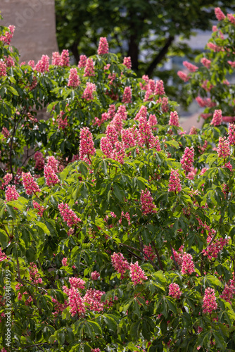 Pink blossoms adorn a flowering tree. Green leaves surround the vibrant blooms. Sunlight filters through the dense foliage. Natural beauty captured in a garden setting