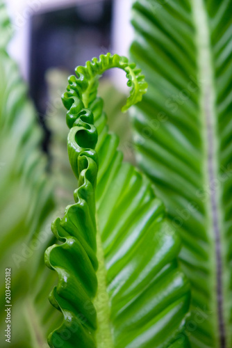Slika na platnu Close-up texture of Asplenium nidus or Cobra fern foliage in a home garden