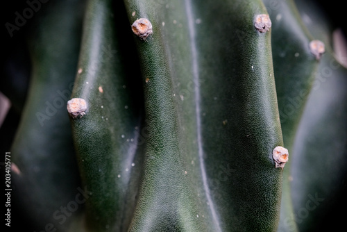Macro shot of Cereus Peruvianus Monstrose cactus growing in a home garden