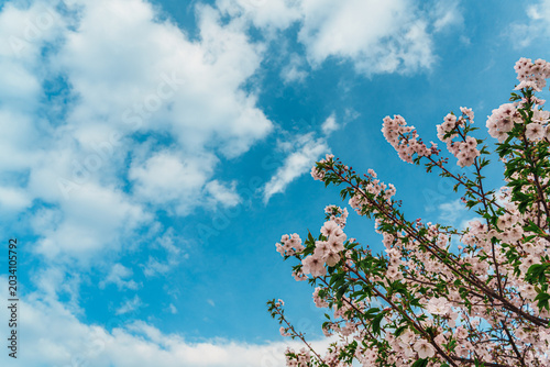 Quadro su tela Low angle view of beautiful pink cherry blossoms blooming against vibrant blue sky with white clouds, spring season nature background