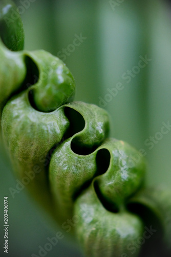 Close-up texture of Asplenium nidus or Cobra fern foliage in a home garden